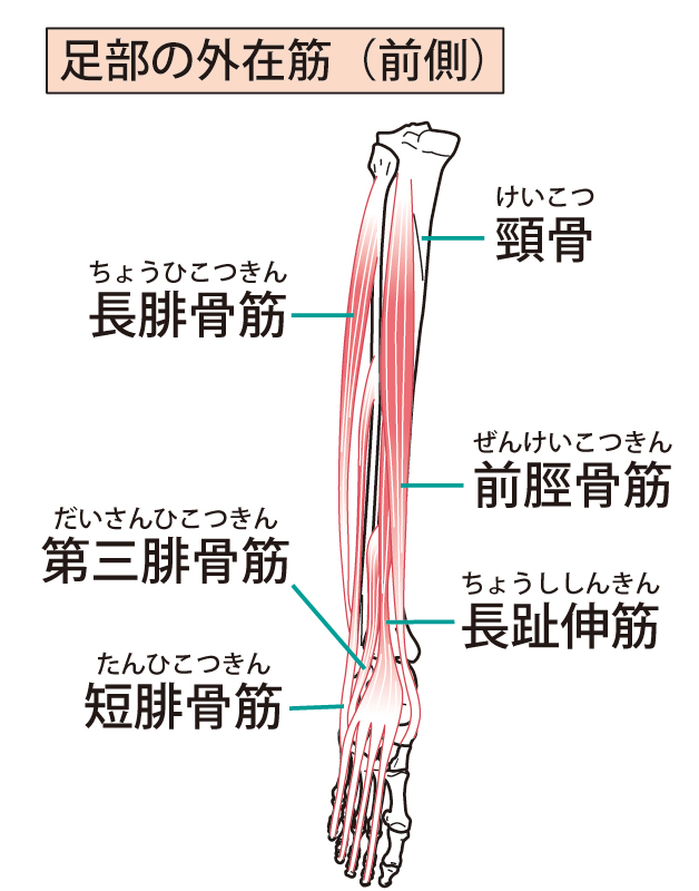 すねのきんにく