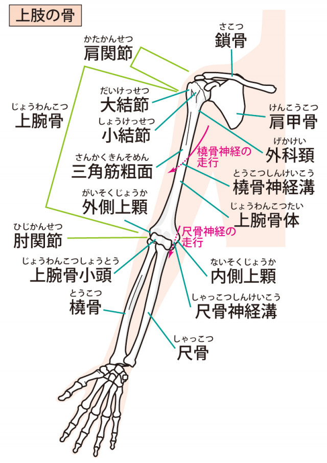 ゴルフ肘とは?