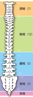 当院の側弯症に対するアプローチ