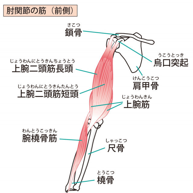 当院のゴルフ肘に対するアプローチ
